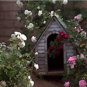 Bela, ki se spreminja na roza - Angleška vrtnica